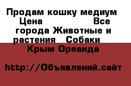 Продам кошку медиум › Цена ­ 6 000 000 - Все города Животные и растения » Собаки   . Крым,Ореанда